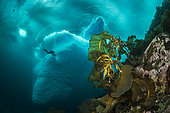 Laminaria (Saccharina latissima), a genus of 31 species of brown algae commonly called kelp in front of an iceberg with scuba diver, Tasiilaq, East Greenland