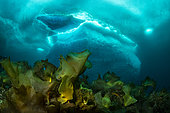 Laminaria (Saccharina latissima), a genus of 31 species of brown algae commonly called kelp in front of an iceberg, Tasiilaq, East Greenland