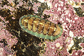 Northern Red Chiton, (Tonicella rubra) a mollusc attached to the substrate, Tasiilaq, East Greenland
