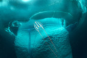 Arctic comb jelly or sea nut (Mertensia ovum) swimming in front of an iceberg, Tasiilaq, East Greenland