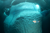Clione (Clione limacina) limace de mer pélagique, mesurant seulement quelques centimètres de longueur, nageant devant un iceberg, Tasiilaq, Groenland oriental