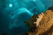 (Dendronotus robusta) nudibranch on brown algae commonly called kelp in front of an iceberg, Tasiilaq, East Greenland