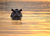 Hippopotamus (Hippopotamus amphibius) in water at sunset, Hwange, Zimbabwe