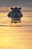Hippopotamus (Hippopotamus amphibius) in water at sunset, Hwange, Zimbabwe