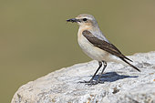 Northern Wheatear (Oenanthe oenanthe), side view of an adult female carrying a prey in its bill, Campania, Italy