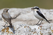 Northern Wheatear (Oenanthe oenanthe), a couple perched on a rock, Campania, italy