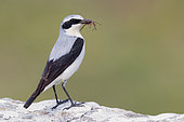 Northern Wheatear (Oenanthe oenanthe), adult male carrying a spider in its bill, Campania, Italy