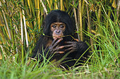 Portrait of Young Bonobo (Pan Paniscus), DRC