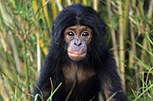 Portrait of Young Bonobo (Pan Paniscus), DRC