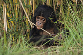 Portrait of Young Bonobo (Pan Paniscus), DRC