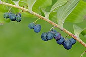Solomon's-seal, David's-harp or Ladder-to-heaven (Polygonatum multiflorum), fruits, North Rhine-Westphalia, Germany, Europe