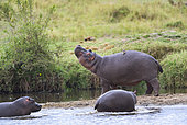 Hippopotamus (Hippopotamus amphibius) parade in front of the youngest, Kenya , Masaï Mara, National Reserve