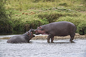 Hippopotamus (Hippopotamus amphibius) are playing, Kenya , Masaï Mara, National Reserve