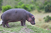 Hippopotamus (Hippopotamus amphibius) standing on a hillock, Kenya , Masaï Mara, National Reserve