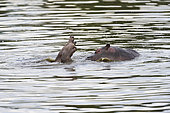 Hippopotamus (Hippopotamus amphibius) dancing in the water, Kenya , Masaï Mara, National Reserve