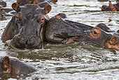 Hippopotamus (Hippopotamus amphibius) head against head, Kenya , Masaï Mara, National Reserve