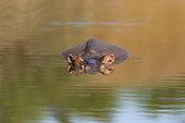 Hippopotamus (Hippopotamus amphibius) reflexion in the water, South Africa, Kruger national park
