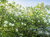 Viburnum opulus 'Nana'