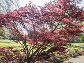 Acer japonicum 'Sumaigaï', Ecole du Breuil, Bois de Vincennes, Paris, France. 2019-04-12