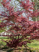 Acer japonicum 'Sumaigaï', Ecole du Breuil, Bois de Vincennes, Paris, France