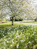 Prunus avium, Narcissus 'Actaea', Ecole du Breuil, Paris, France