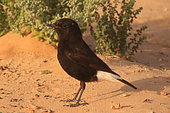 Black Wheatear (Oenanthe leucura) on ground, Mauritania