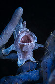 Commerson's frogfish (Antennarius commerson) yawning in a sponge. Mayotte