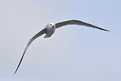 Audouin's Gull (Ichthyaetus audouinii) Adult in breeding plumage in flight, Ebro Delta, Spain