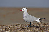 Audouin's Gull (Ichthyaetus audouinii) Adult in breeding plumage, Ebro Delta, Spain