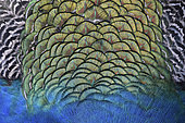 Indian Peafowl (Pavo cristatus) Detail of the back of an adult male in breeding plumage, Trégomeur Zoo, Brittany, France