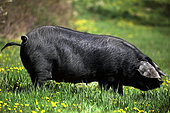 Gascogne pig in the grass, France