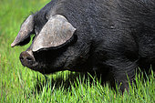 Gascogne pig in the grass, France