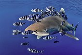 Requin océanique à aileron blanc (Carcharhinus longimanus) escorté pas des Poissons pilotes (Naucrates ductor), mer Rouge, Egypte