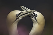 Northern Gannet (Morus bassanus). Two Gannets bill off the coast of Yorkshire in the UK.