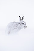 Mountain Hare (Lepus timidus). A Mountain Hare in the Cairngorms National Park, UK