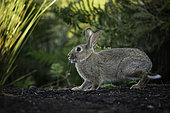 European Rabbit (Oryctolagus cuniculus). A Rabbit emerges in the Peak District National Park, UK.