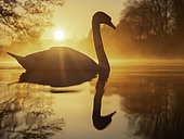 Mute Swan (Cygnus olor). A Mute Swan in the Peak District National Park, UK.