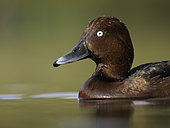Ferruginous Duck (Aythya nyroca). A Ferruginous Duck in the Peak District National Park, UK.