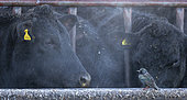 Starling (Sturnus vulagaris) perched amongst cattle, England