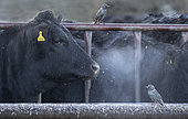 Starling (Sturnus vulagaris) perched amongst cattle, England