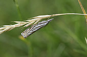 Hook-streak Grass-veneer (Crambus lathoniellus) on an ear, France