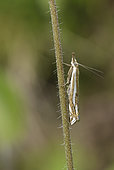 Scarce Grass-veneer (Crambus pratella) on a stem, France