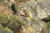Griffon Vulture (Gyps fulvus) adult in flight reporting a branch to build his nest, Extremadura, Spain