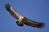 Griffon Vulture (Gyps fulvus) adult in flight, Extremadura, Spain