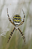 Wasp spider (Argiope bruennichi) Adult on its web in a high meadow, Côtes d'Armor, Brittany, France
