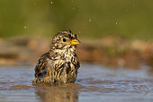 corn Bunting (Emberiza calandra) washing, Spain