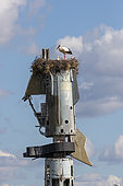 White Stork (Ciconia ciconia) nest on top of scavenged plane part, Spain