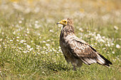 Egyptian vulture (Neophron percnopterus) looking for food in a meadow, Spain