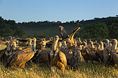 Griffon vulture (Gyps fulvus) looking for food, Spain
