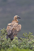 Griffon vulture (Gyps fulvus) perched in a tree, Spain